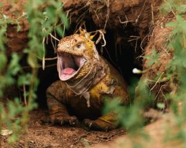 Volcanic Wonders | Northern & Western Galapagos Photo 2