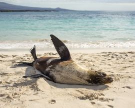 Volcanic Wonders | Northern & Western Galapagos Photo 3