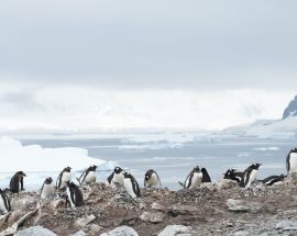 Explorer's Cruise; Antarctica & Extreme Weddell Sea Photo 2