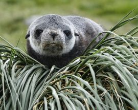 Explorer's Cruise; Antarctica & Extreme Weddell Sea Photo 6