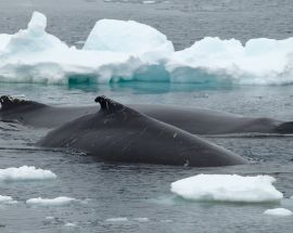 Ross Sea: In the Wake of Scott & Shackleton Photo 19