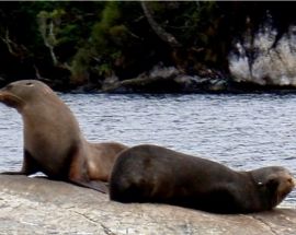 Fiordland & NZ's South Coast Photo 2