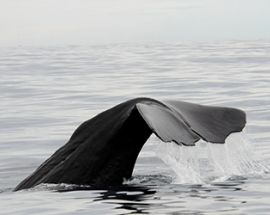 Fiordland & NZ's South Coast Photo 4