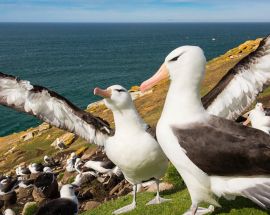Ultimate Wildlife; Falklands, South Georgia & Antarctica Photo 7