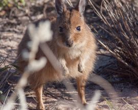 Ningaloo & The Bluewater Wonders of Australia's West Photo 7