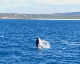 Whales & Trails of Western Australia Photo 9