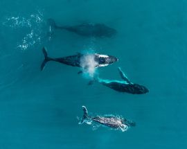 Whales & Trails of Western Australia Photo 11