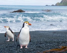 World Heritage Islands of the Sub-Antarctic Photo 1