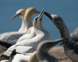 World Heritage Islands of the Sub-Antarctic Photo 3