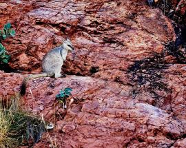 Kimberley Explorer (Darwin to Broome) Photo 10