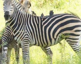Chobe River Safari - 3 Nights Photo 7