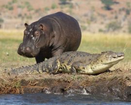 Chobe River Safari - 2 Nights Photo 2