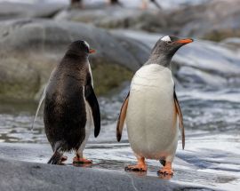 Antarctica Peninsula Discovery Photo 3