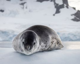 Antarctica Peninsula Discovery Photo 4