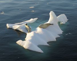 Realm of the Penguins Photo 6