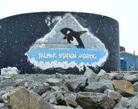 Realm of the Penguins Photo 9