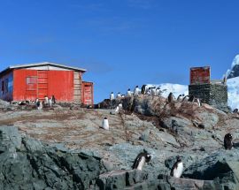 Realm of the Penguins Photo 10