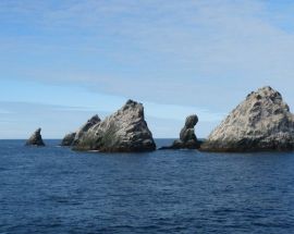 Ultimate Wildlife; Falklands, South Georgia & Antarctica Photo 3