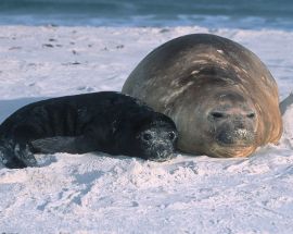 Antarctic Circle Photo 13