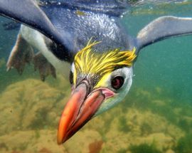 Beyond Fiordland: New Zealand's Wildest Islands Photo 2