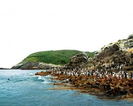 Beyond Fiordland: New Zealand's Wildest Islands Photo 3