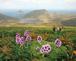Beyond Fiordland: New Zealand's Wildest Islands Photo 6
