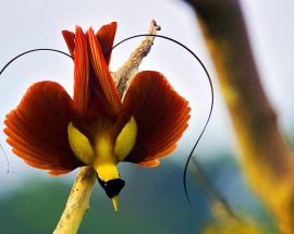 Jewels of Raja Ampat Photo 2