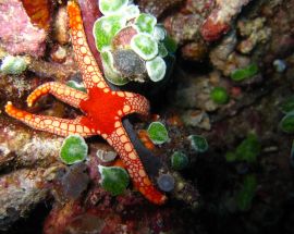 Jewels of Raja Ampat Photo 5