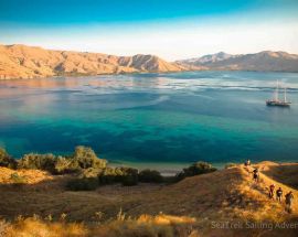 SeaTrek With Whale Sharks, Corals & Dragons Photo 4