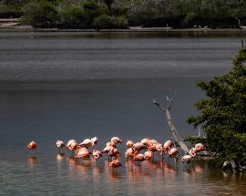 Aqua Mare's East Galápagos Islands Photo 3