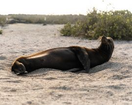 Aqua Mare's East Galápagos Islands Photo 7