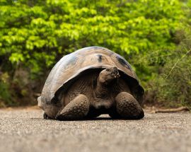 Aqua Mare's East Galápagos Islands Photo 9