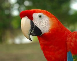 Peruvian Amazon 7-Night Expedition Photo 7