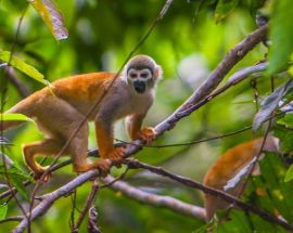 Ecuadorian Amazon 7-Night Cruise Photo 4