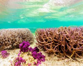 Abrolhos Islands Discovery Photo 3