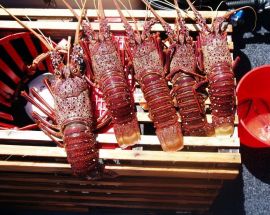 Abrolhos Islands Discovery Photo 8