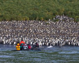 Macquarie Island: Galapagos of the Southern Ocean Photo 4