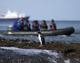 Macquarie Island: Galapagos of the Southern Ocean Photo 10
