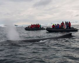 Antarctic Peninsula - Basecamp Ortelius Photo 4