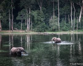 Journey to the Heart of the Congo Basin Photo 3