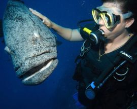 Western Australia's Rowley Shoals Photo 2