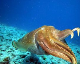 Western Australia's Rowley Shoals Photo 3
