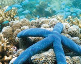 Western Australia's Rowley Shoals Photo 5