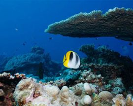 Western Australia's Rowley Shoals Photo 7