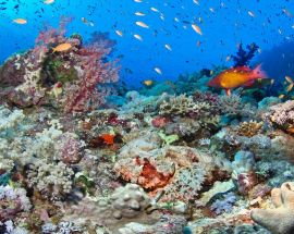 Best of the Maldives Photo 5