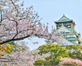 Cherry Blossoms of Japan Photo 1