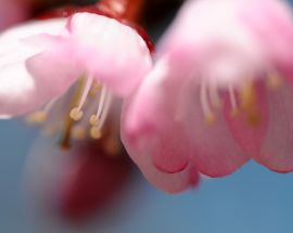 Cherry Blossoms of Japan Photo 2
