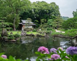 Cherry Blossoms of Japan Photo 5