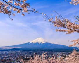 Cherry Blossoms of Japan Photo 9