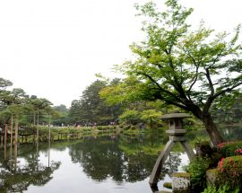 Cherry Blossoms of Japan Photo 11